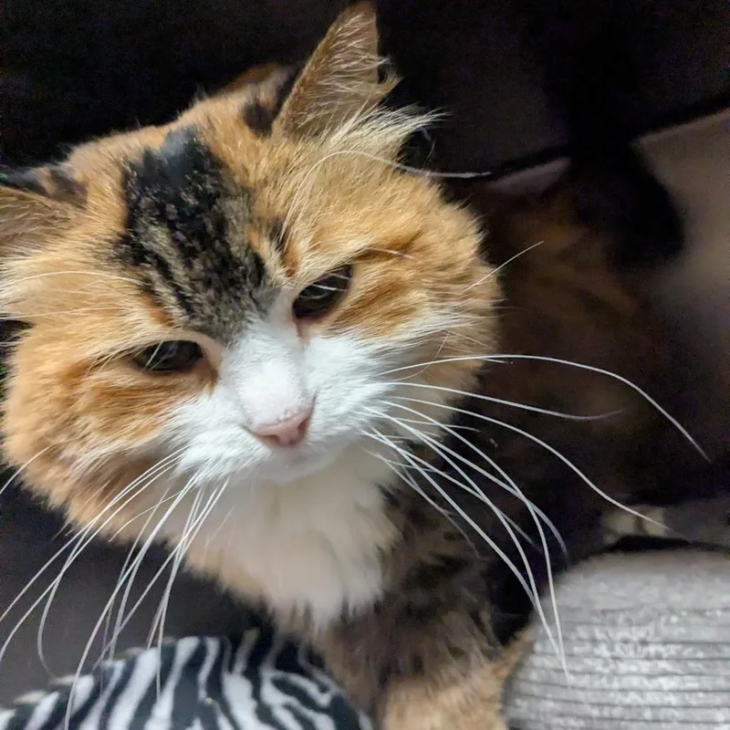 Margaret thumbnail 3