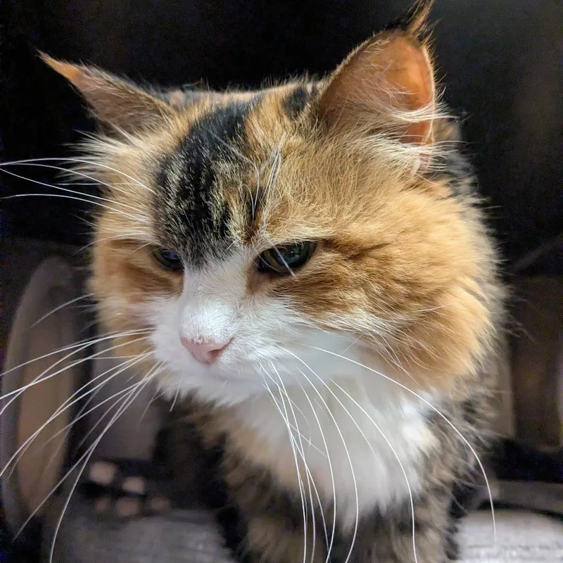 Margaret thumbnail 4