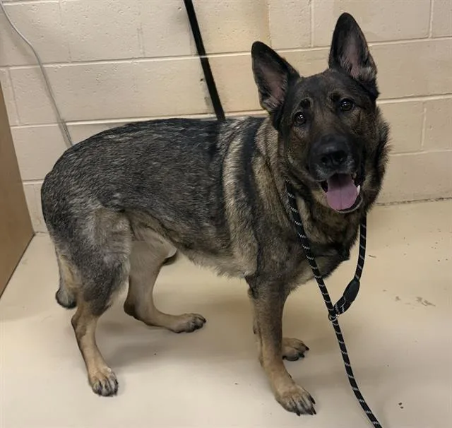 An adult large-sized female German Shepherd Dog dog named Bella for adoption in Aliquippa, PA