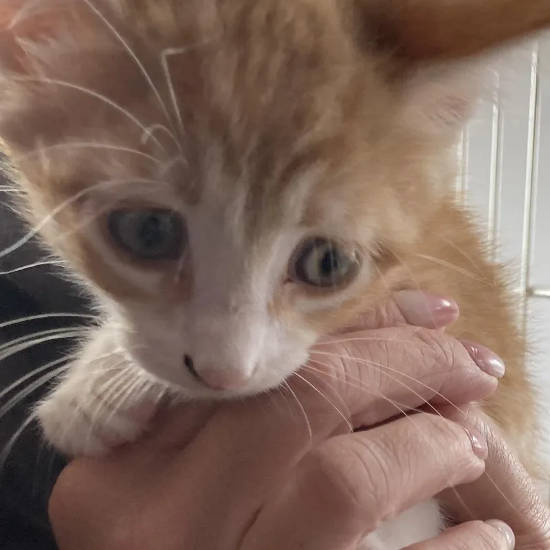A baby small-sized male Orange / Red Domestic Medium Hair cat named Tapatio for adoption in Marion, IL