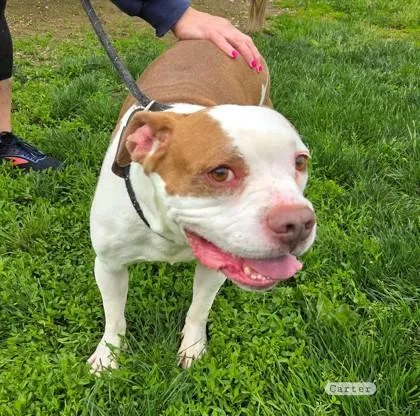 A senior medium-sized male White / Cream Pit Bull Terrier dog named Carter for adoption in Vienna, OH
