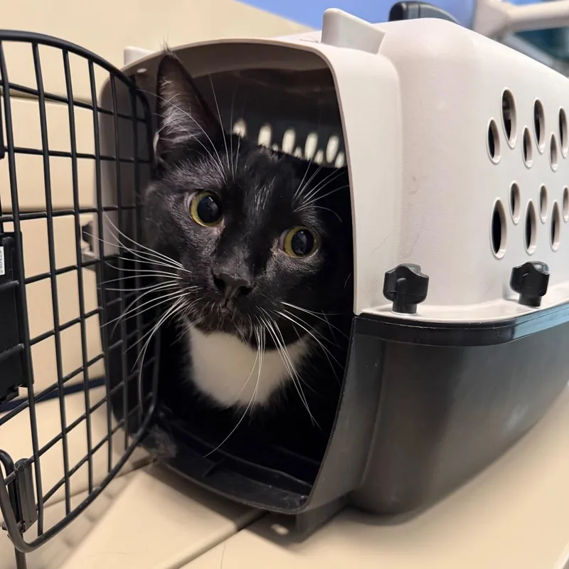 An adult large-sized male Black Domestic Short Hair cat named Salem for adoption in DeKalb, IL