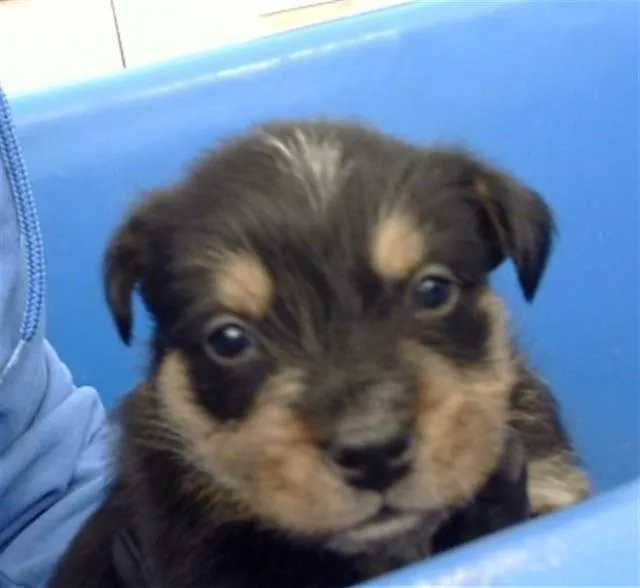 A baby large-sized female Mixed Breed dog named Hazel for adoption in Dallas, TX