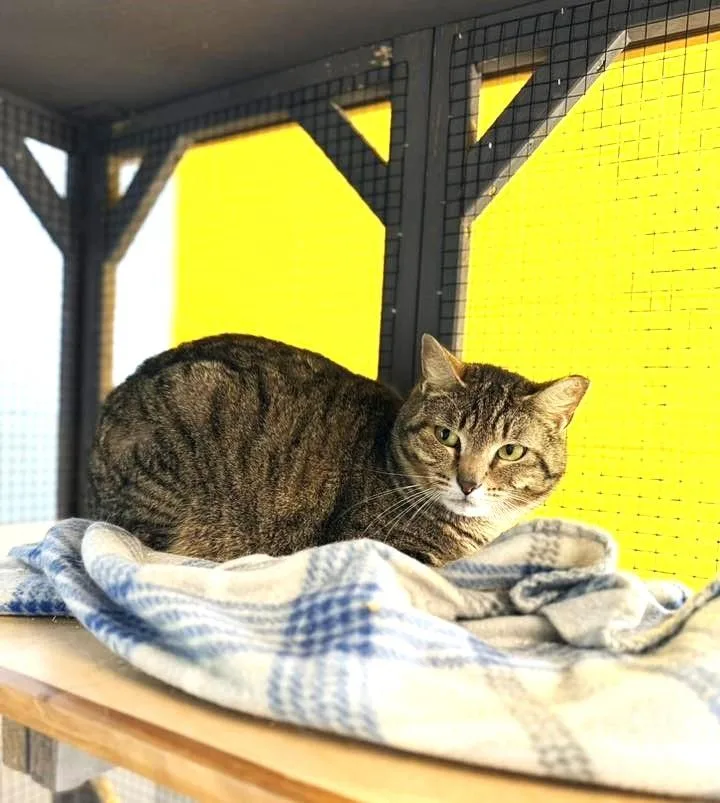 Tabby Hunter