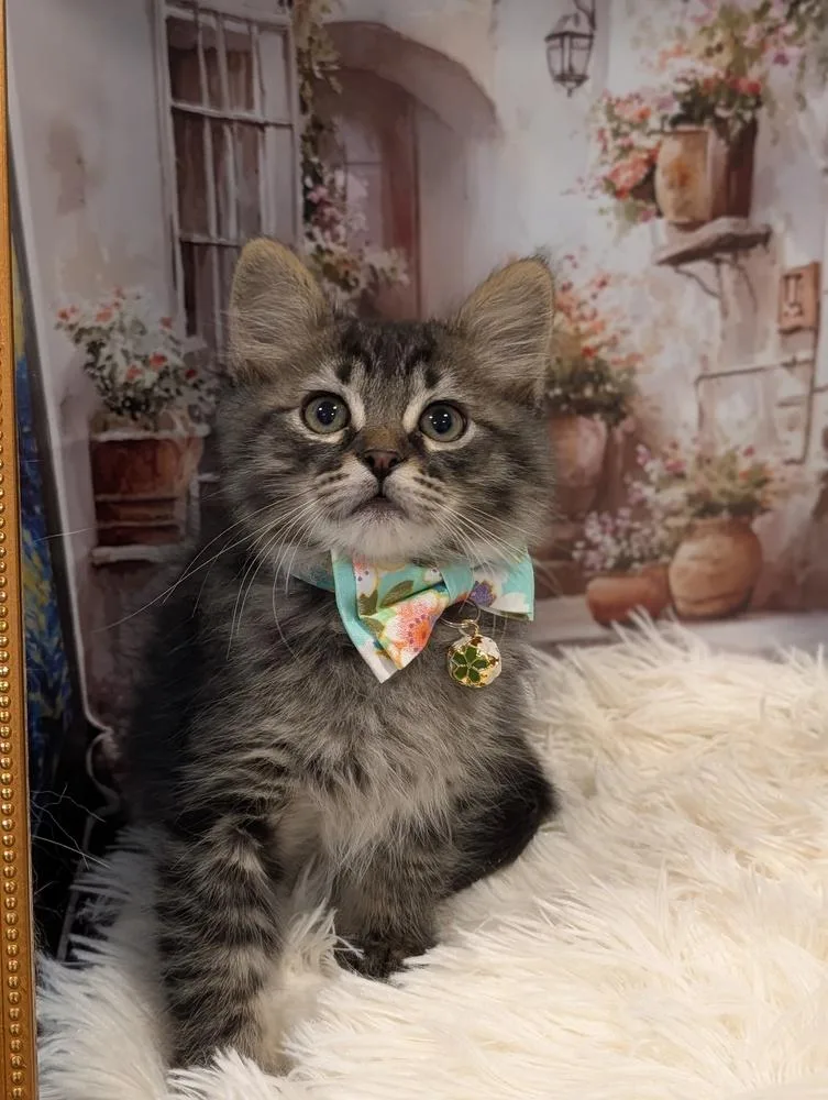 A baby small-sized male Brown / Chocolate Tabby cat named Timon for adoption in Fremont, CA