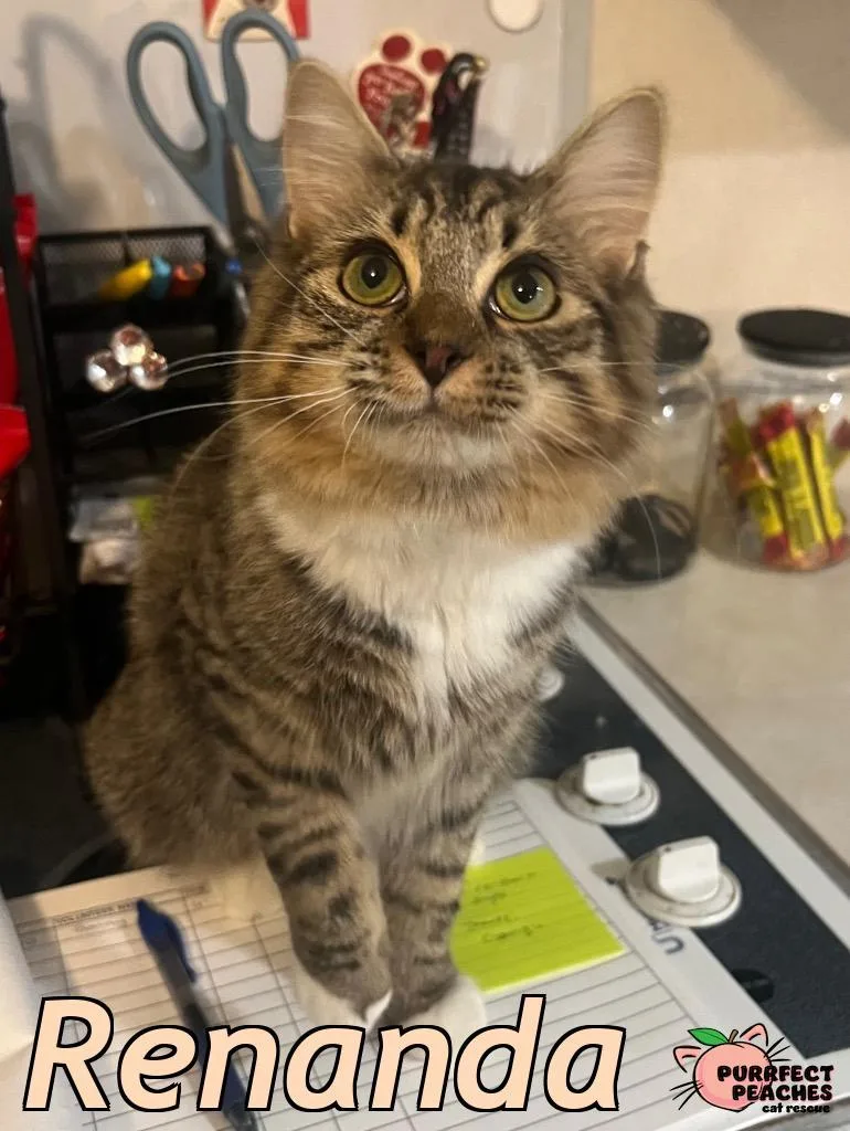 A baby medium-sized female Maine Coon cat named Renanda for adoption in Douglasville, GA