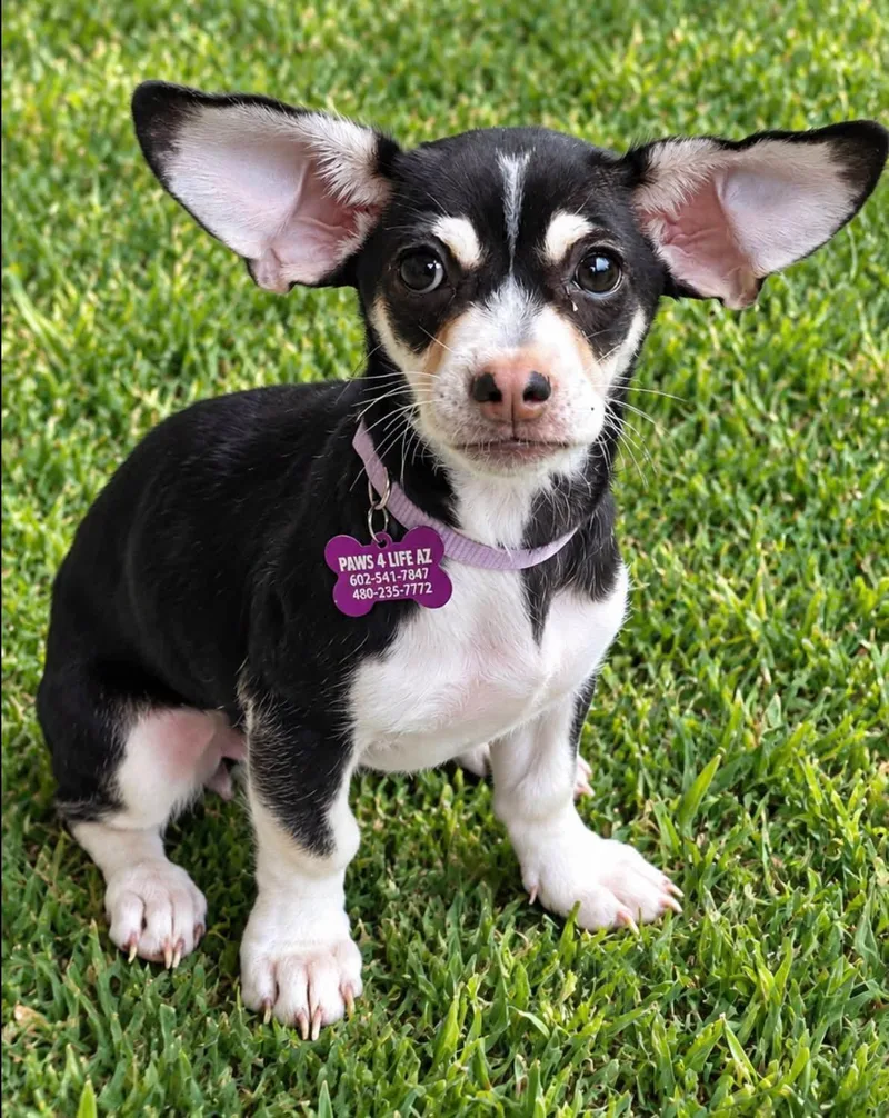 A baby small-sized female Black Terrier dog named Gidget for adoption in San Tan Valley, AZ