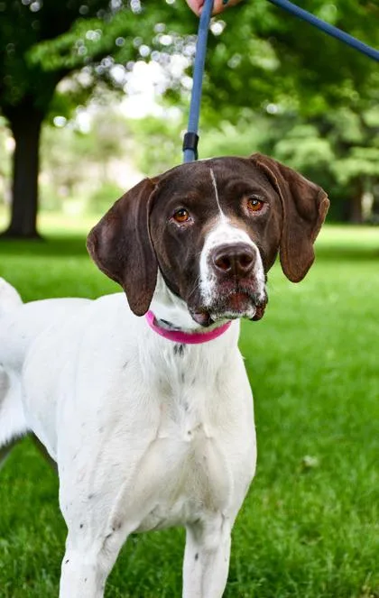 An adult large-sized female German Shorthaired Pointer dog named Pickles for adoption in Yakima, WA