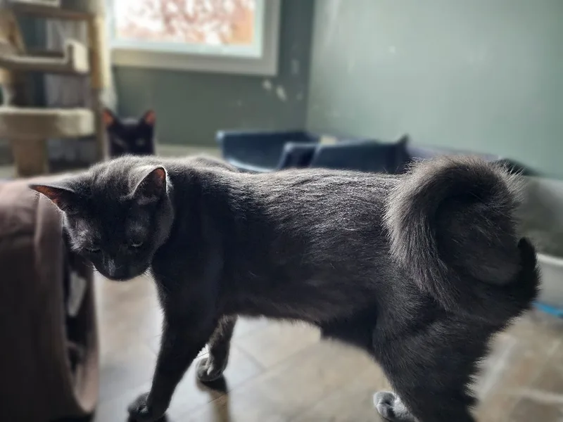 Curly Gray thumbnail 2