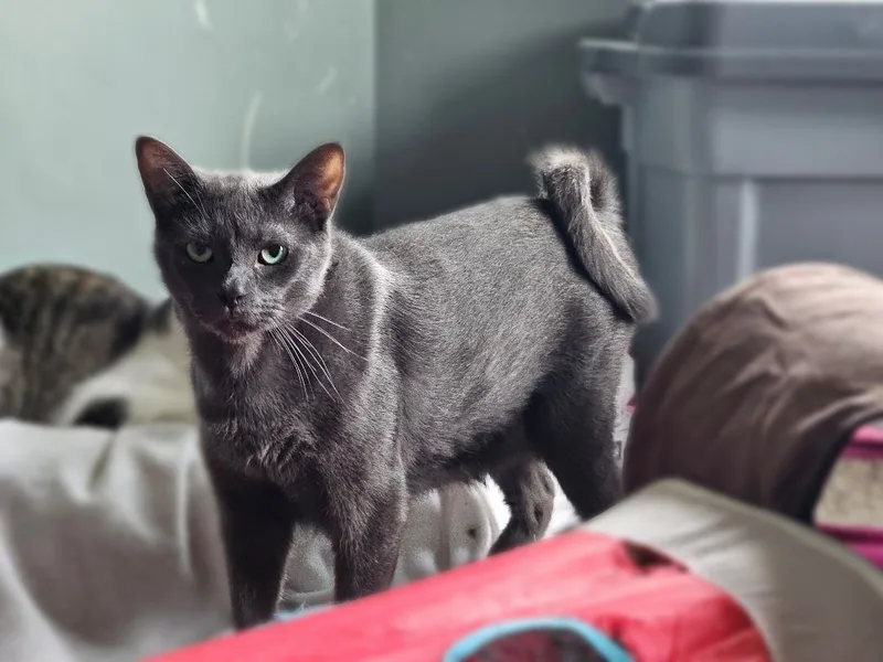 Curly Gray thumbnail 4