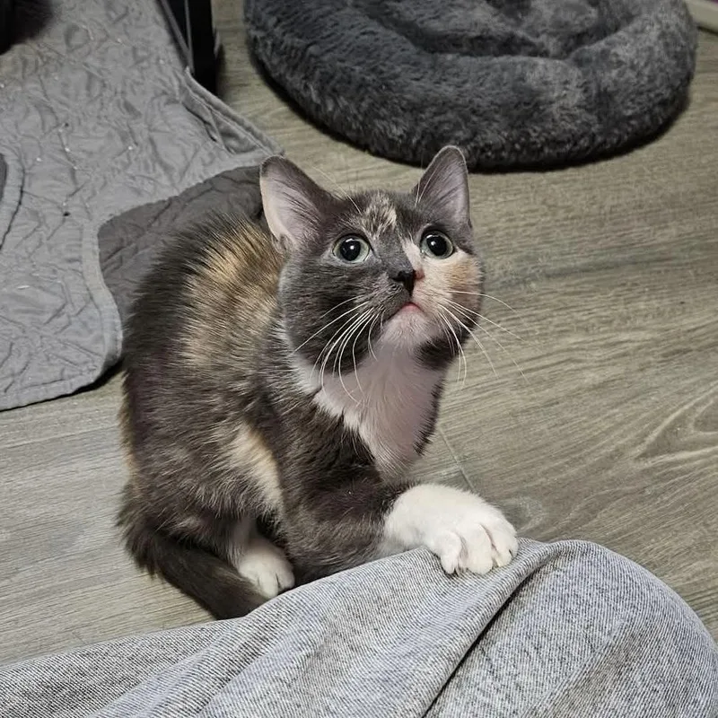 A baby medium-sized female Domestic Short Hair cat named Canary for adoption in Chicago, IL