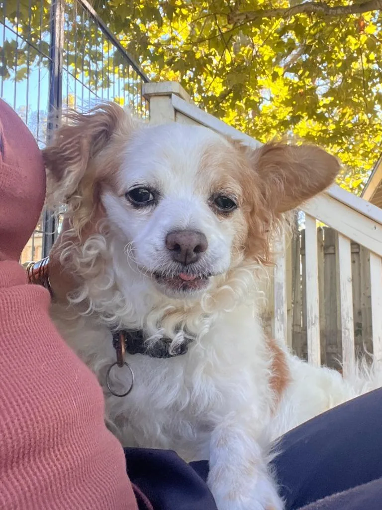 An adult small-sized male Terrier dog named Boo for adoption in Los Angeles, CA