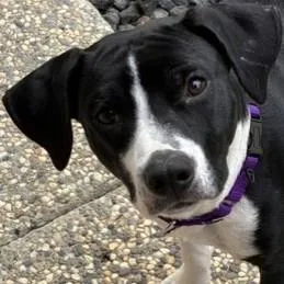 A young medium-sized male Mixed Breed dog named Trike for adoption in Pleasanton, CA