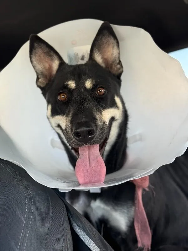 An adult medium-sized female Black German Shepherd Dog dog named Jane for adoption in Van Nuys, CA