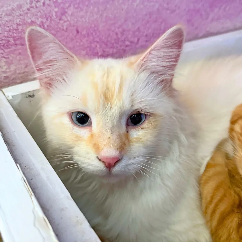 An adult medium-sized male Buff & White Domestic Medium Hair cat named Falkor for adoption in Ridgway, CO