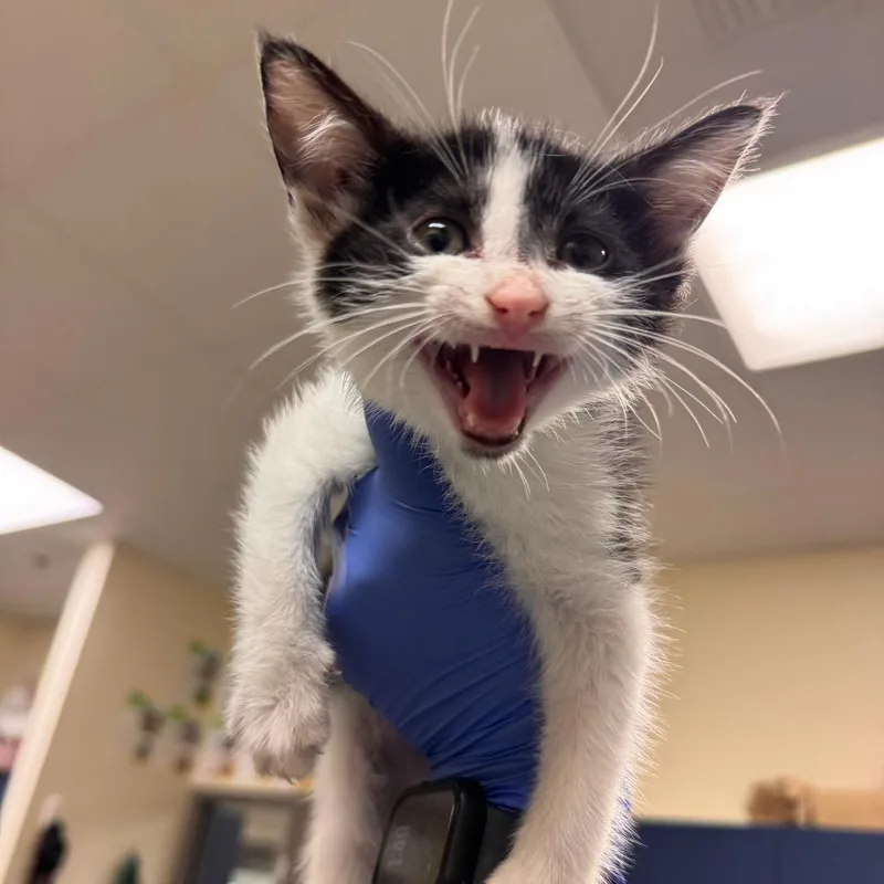 A baby small-sized male White Domestic Short Hair cat named Bookman for adoption in Lynchburg, VA