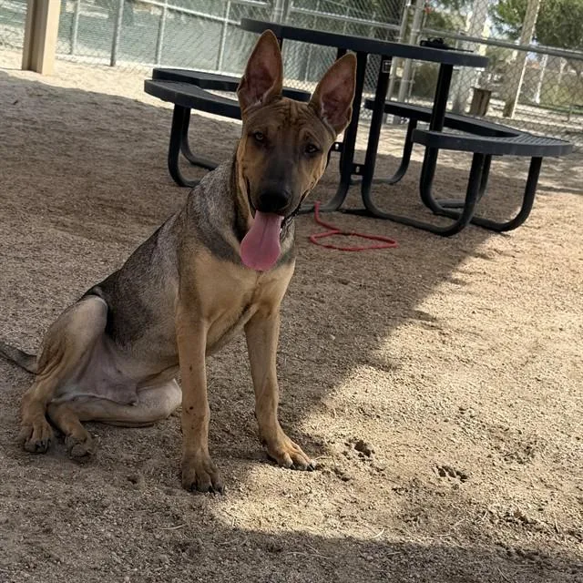 A young small-sized male German Shepherd Dog dog named Junior for adoption in Thousand Palms, CA