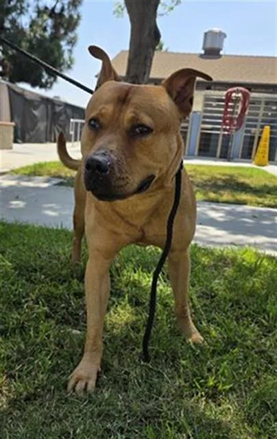 A young medium-sized male Pit Bull Terrier dog named Andy for adoption in Downey, CA