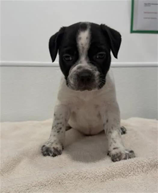 A baby small-sized female Pit Bull Terrier dog named Freeze for adoption in Redlands, CA