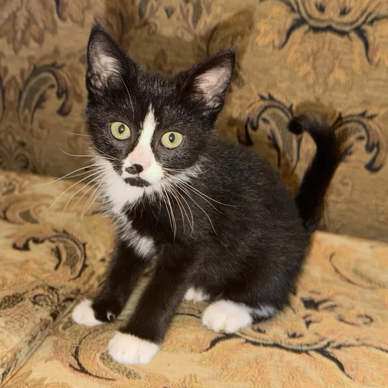 A baby small-sized male Black & White / Tuxedo Domestic Short Hair cat named Gohan for adoption in Bentonville, AR