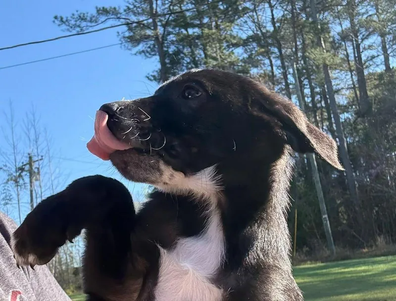 Huckleberry thumbnail 3