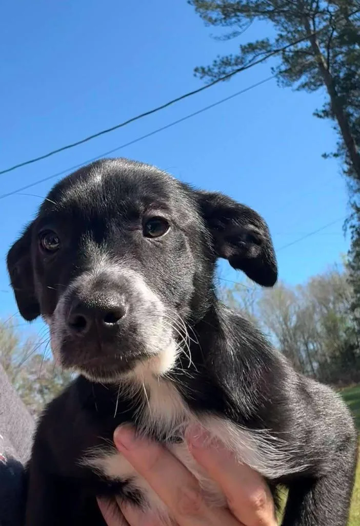 Huckleberry thumbnail 4