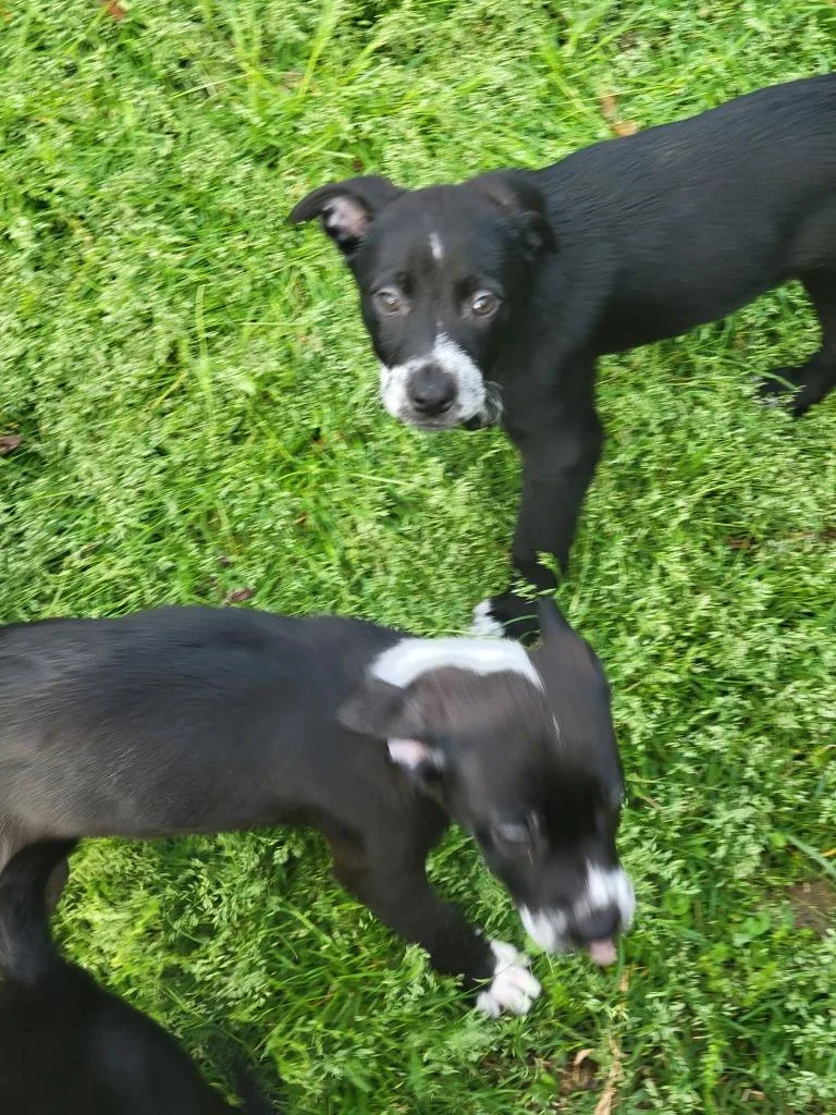 Huckleberry thumbnail 6