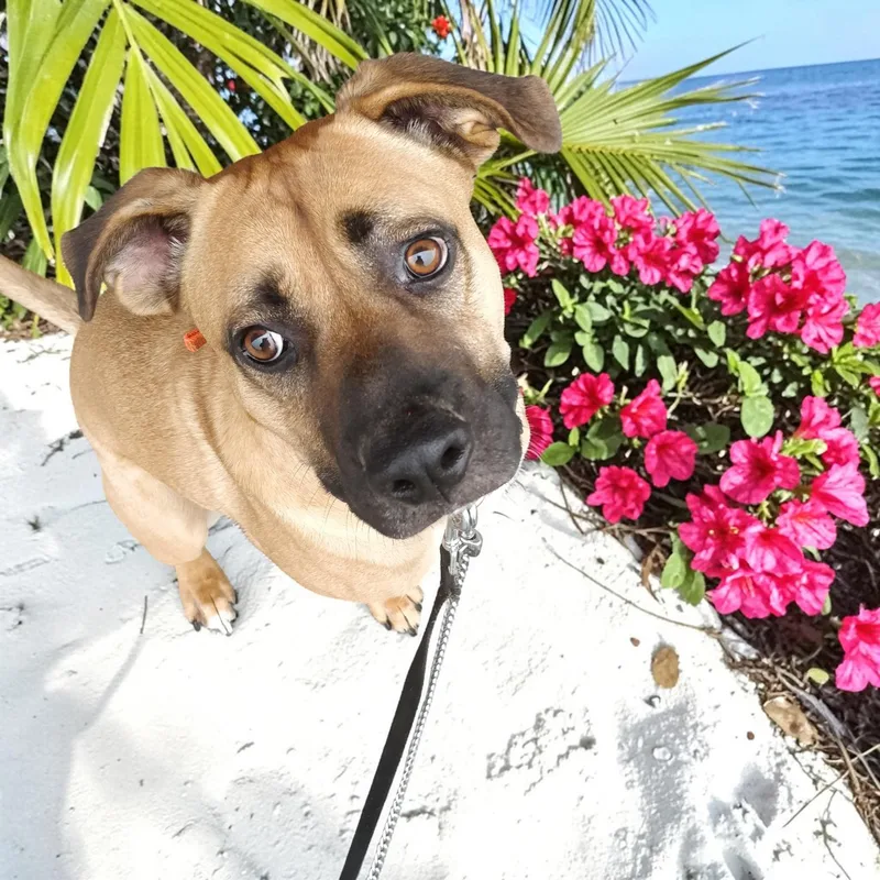An adult large-sized male Red / Chestnut / Orange Black Mouth Cur dog named Romeo for adoption in Ventura, CA