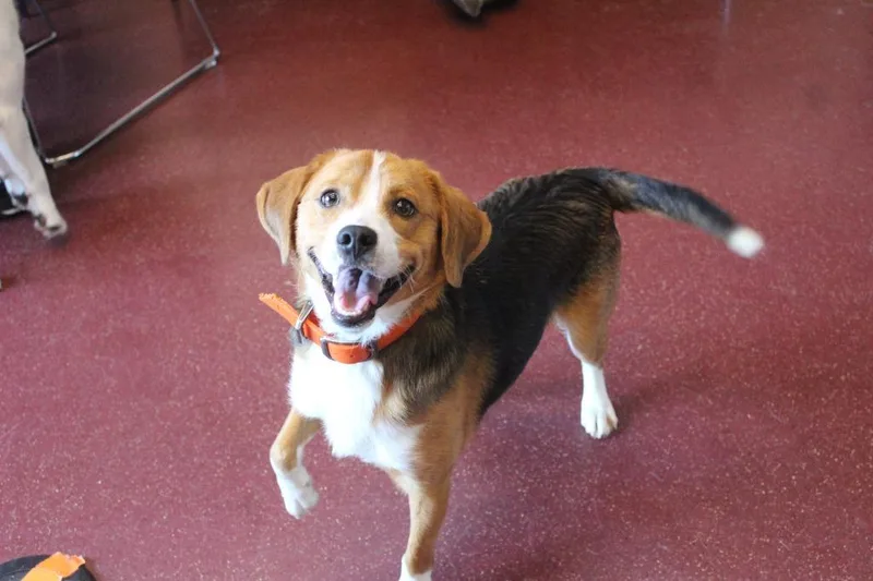 A young medium-sized male Tricolor (Brown, Black, & White) Beagle dog named Ruger for adoption in Chestertown, MD