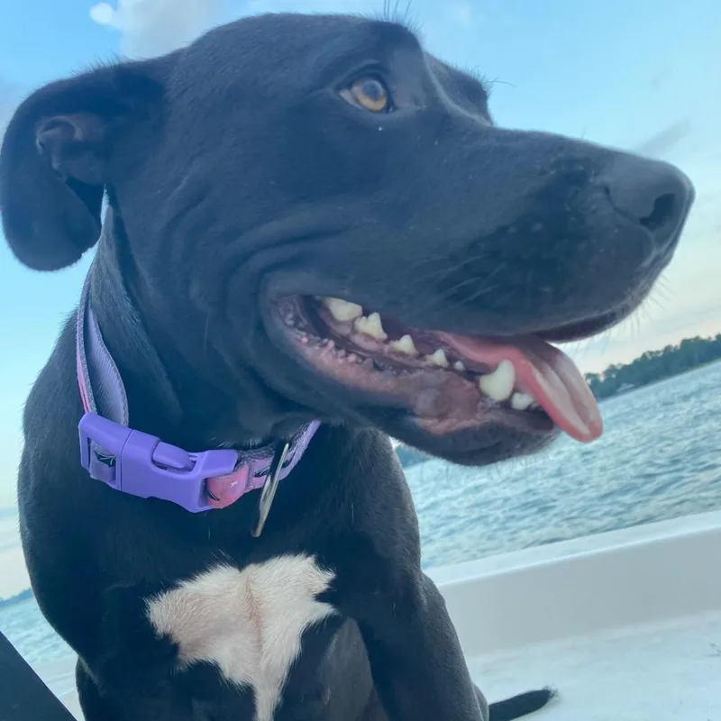 An adult medium-sized female Black Labrador Retriever dog named Darcy for adoption in Freeport, FL