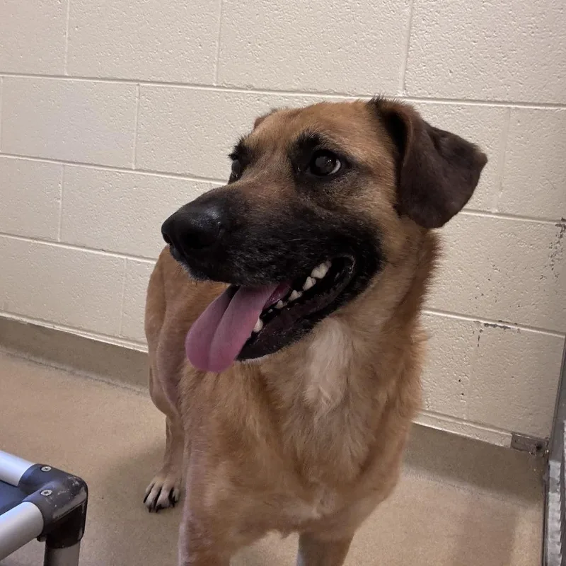 An adult medium-sized female Yellow / Tan / Blond / Fawn Mixed Breed dog named Kiko for adoption in Asheville, NC