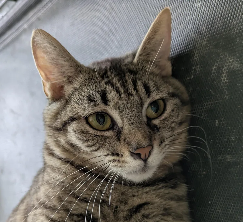 Secondhand Rose thumbnail 2