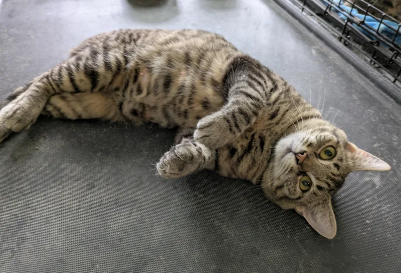 Secondhand Rose thumbnail 3