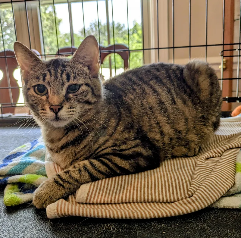 Secondhand Rose thumbnail 4