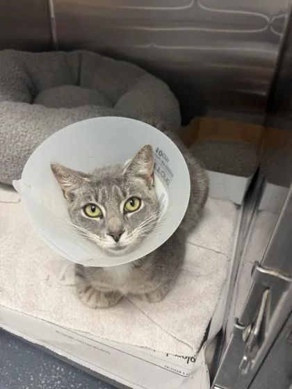 An adult small-sized female Domestic Short Hair cat named Lexi for adoption in North Miami Beach, FL