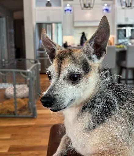 An adult small-sized male Chihuahua dog named Roo for adoption in Bella Vista, AR
