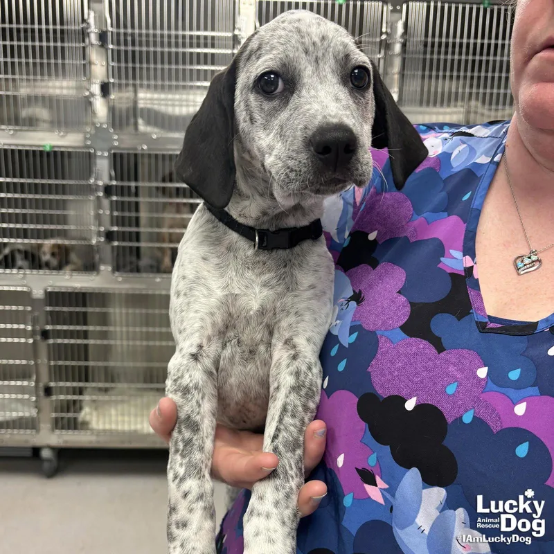 A baby large-sized female Australian Cattle Dog / Blue Heeler dog named Miss Daisy for adoption in Washington, DC