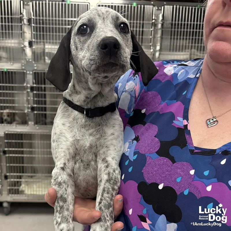 Miss Daisy thumbnail 2