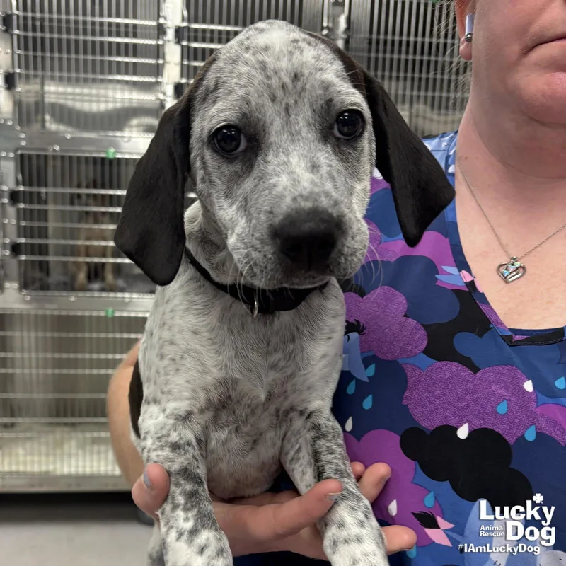 Miss Daisy thumbnail 3