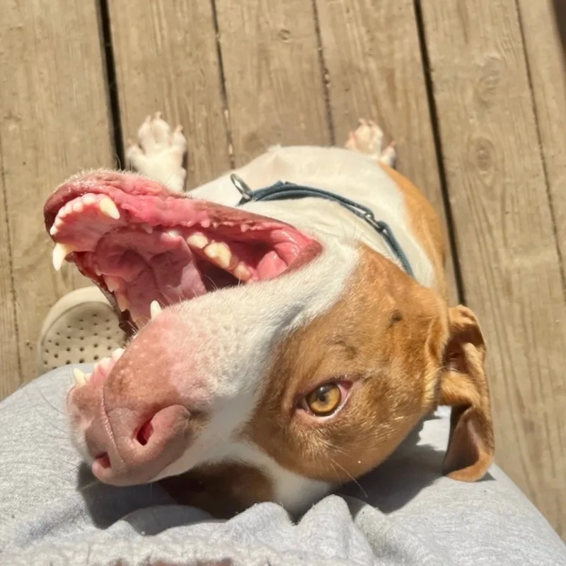 An adult large-sized male Staffordshire Bull Terrier dog named Marco for adoption in Longview, TX