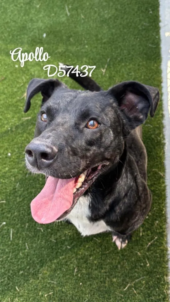 An adult medium-sized male Labrador Retriever dog named Apollo for adoption in Clarksville, TN