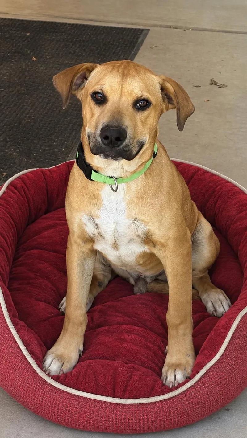 A baby large-sized male Labrador Retriever dog named Bernie for adoption in Chandler, AZ