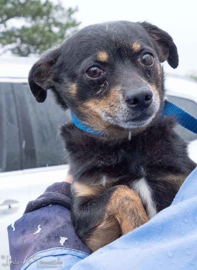 An adult small-sized male Chihuahua dog named Seven for adoption in Albany, NY