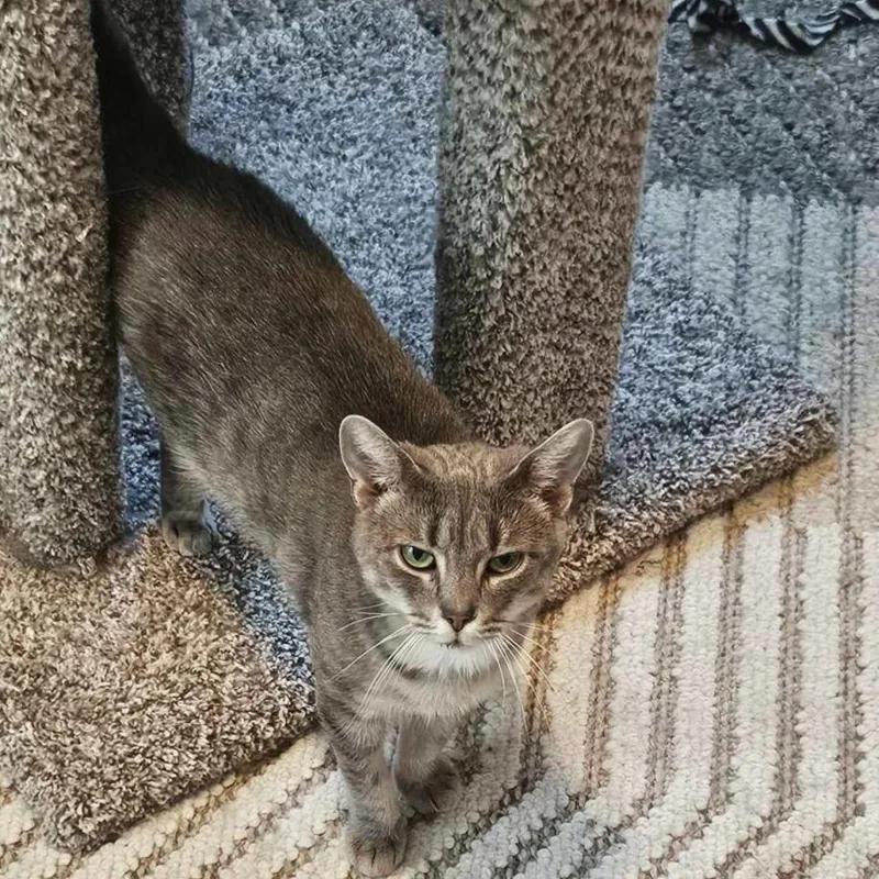 A young medium-sized female Tabby (Gray / Blue / Silver) Domestic Short Hair cat named Alexandra for adoption in Rochester, NY
