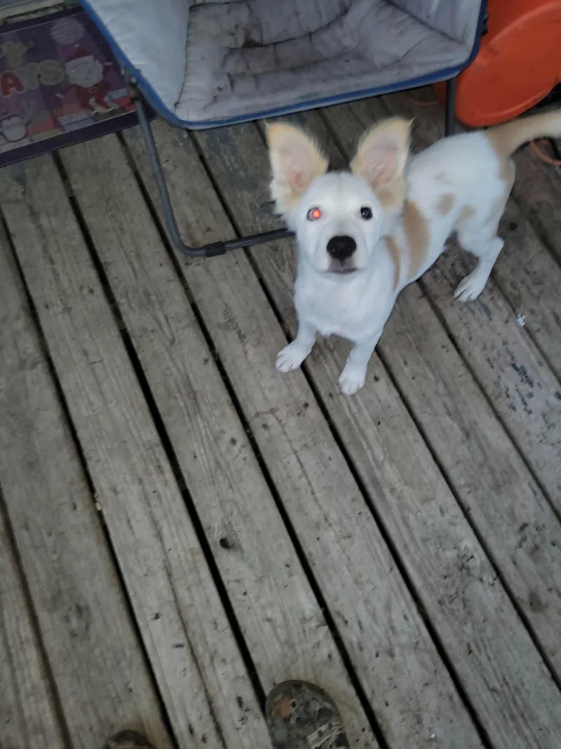 A baby medium-sized female Border Collie dog named Lila for adoption in Paramus, NJ