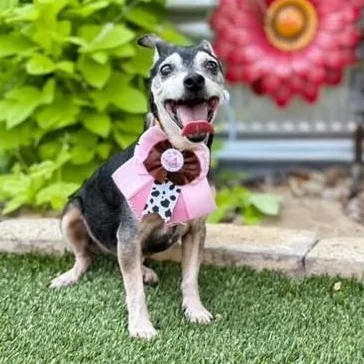 Bella thumbnail 2