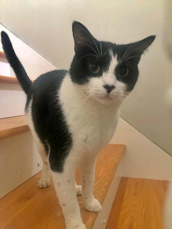 Felix Sylvester thumbnail 2