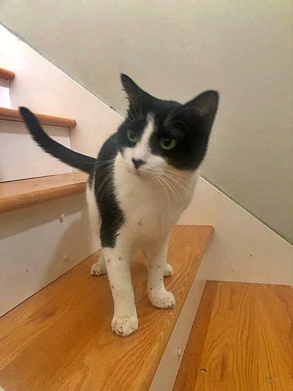 Felix Sylvester thumbnail 3