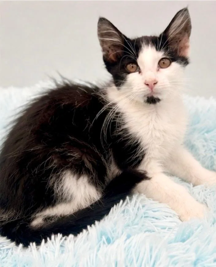 A baby medium-sized male Black & White / Tuxedo Domestic Long Hair cat named Olruggio for adoption in Covington, LA