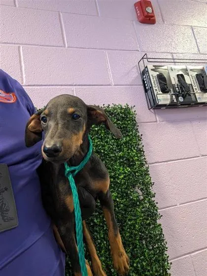 A baby large-sized female Doberman Pinscher dog named 61764032 for adoption in El Paso, TX